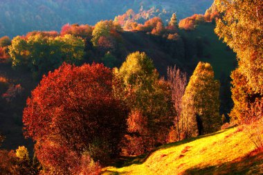 şaşırtıcı sonbahar gündoğumu görüntüsü dağlarda, sonbahar sabahı şafağı, doğa renkli arka plan, Karpatlar dağları, Ukrayna, Avrupa