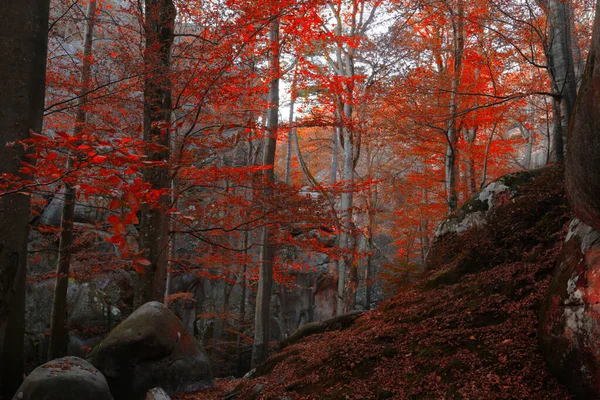 Amazing Autumn Sunrise Image Mountains Autumn Morning Dawn Nature Colorful — Foto de Stock