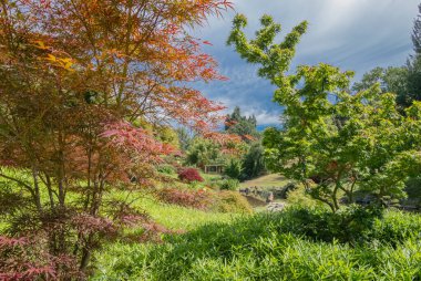 Japon bahçesindeki ağaçlar ve yeşil alanlar.