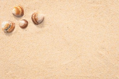 Arka planda kalan deniz kum taneleri, güzel kumsal kum ve deniz kabukları..