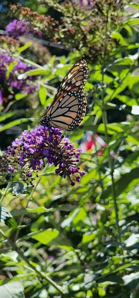 Monarch Butterfly Bush — Stok fotoğraf