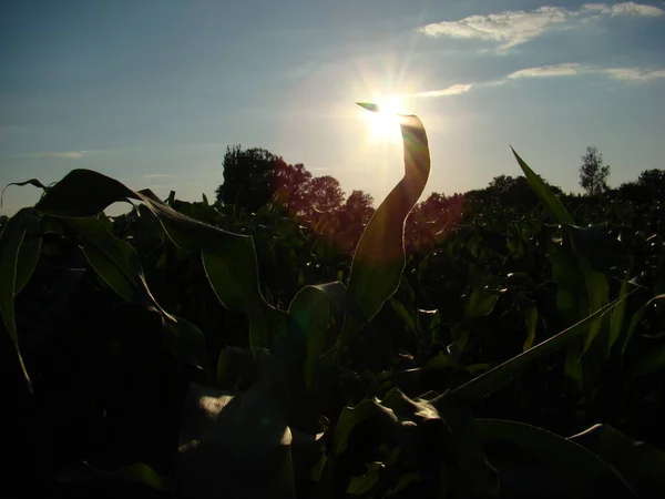 Mısırda gün batımı