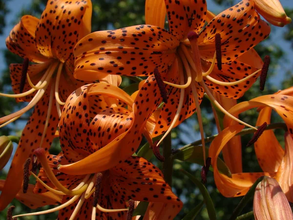 Çiçekler güzel kokulu yaşar.