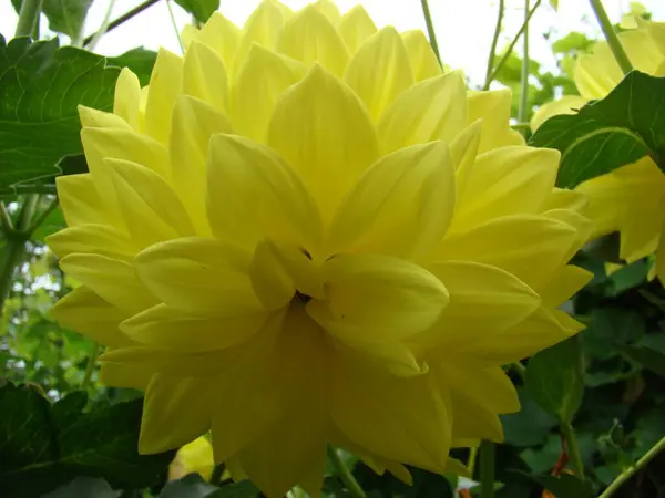 Çiçekler güzel kokulu yaşar.