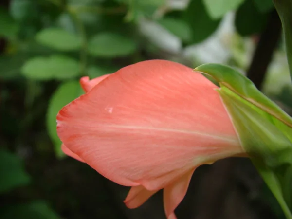 Çiçekler güzel kokulu yaşar.