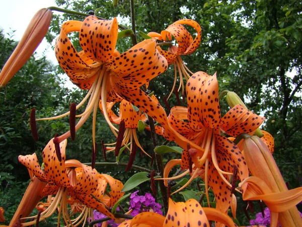 Çiçekler güzel kokulu yaşar.