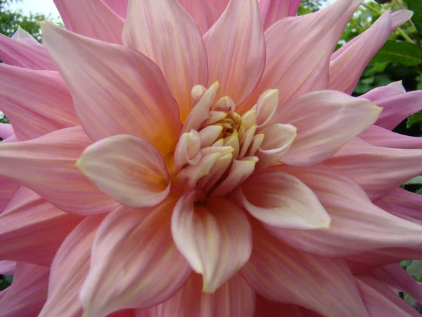 Çiçekler güzel kokulu yaşar.