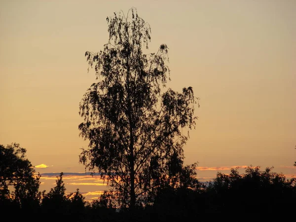 Sıcak Bir Akşam Neşe Dolu Huş Ağacı — Stok fotoğraf