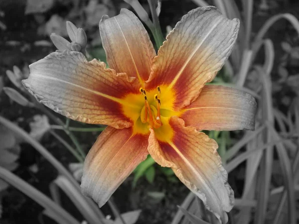 Çiçekler güzel kokulu yaşar.