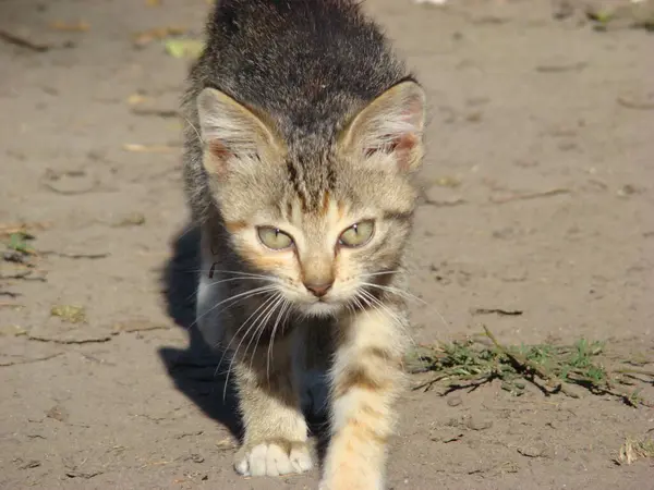 Sevimli bir hayvan kediyle buluşmaya gider.