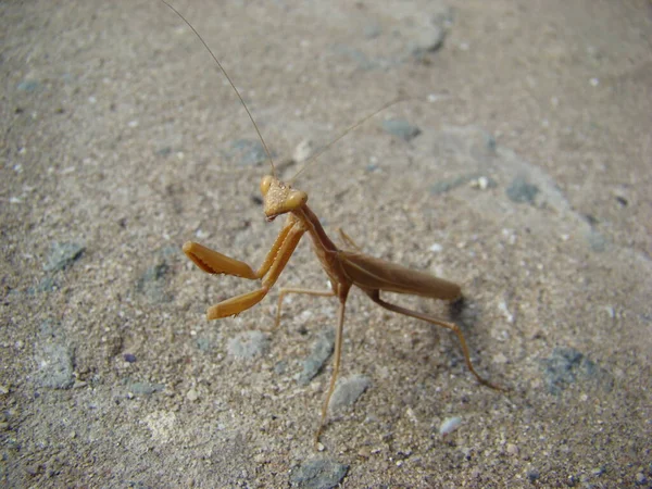 Peygamberdevesi kameraya isteyerek poz verir.