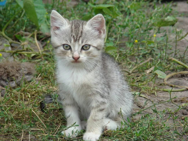 Benzersiz gri bıyıklı hayvan