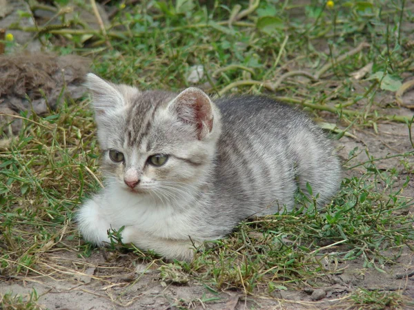 Çizgili bıyıklı bir strateji düşünecektir.