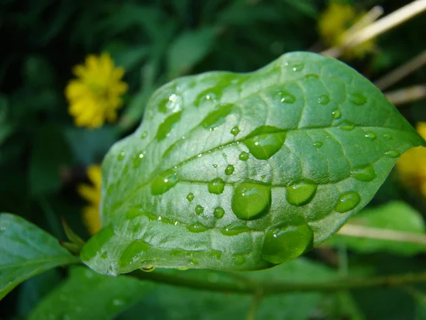           Yağmur üstüne gün yaprağı