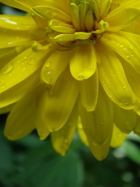 Çiçek güzel büyür ve bahar ve yaz aylarında güzel kokar.