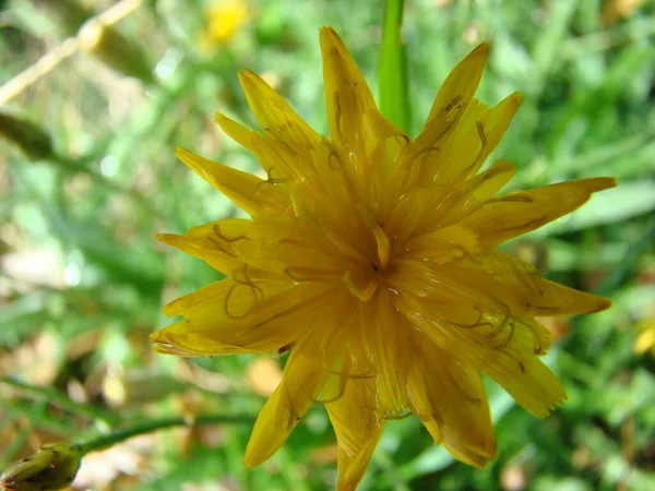 Çiçek güzel büyür ve bahar ve yaz aylarında güzel kokar.