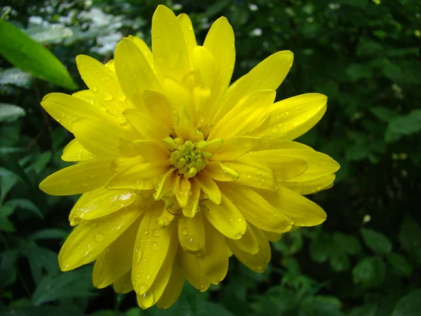 Çiçek güzel büyür ve bahar ve yaz aylarında güzel kokar.