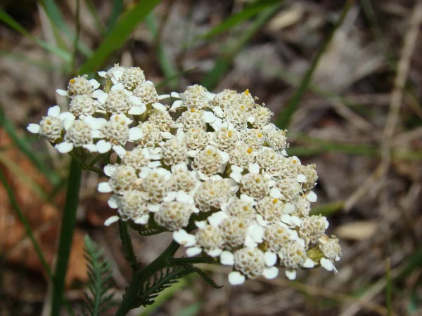 Güzel ve güzel kokulu ilkbahar ve yaz