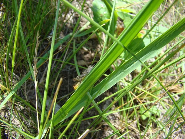 Beyaz berrak gün çekirgesi tünedi