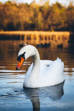 Güzel gagalı bir kuğu, sazlıklar ve ağaçlarla çevrili bir gölette vahşi doğada iyi poz verir..