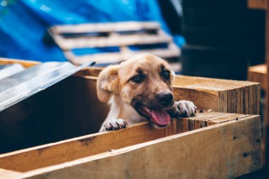 Tapılası bir köpeğin yakın çekimi. Ukrayna 'da hayvanları kurtaran Ukraynalı gönüllüler tarafından kurtarılan oyuncu sokak köpeği. Gönüllüler Ukraynalı hayvanlara yardım ediyor. Yardım. Uzhorod, Ukrayna