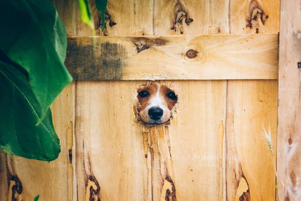 The dog gnawed a hole in the fence to get out. Ukrainian volunteers are engaged in rescuing animals in Ukraine. Volunteers help Ukrainian pets. Animal Aid. Uzhhorod, Ukraine