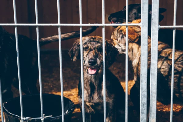 Cão Recinto Abrigo Animal Olha Tristemente Para Visitantes Cão Sem — Fotografia de Stock