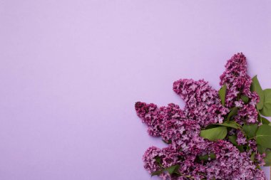 Renkli arka planda leylak dallar, üst manzara. Bahar çiçekleri kavramı.