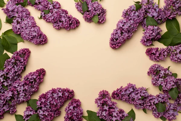 Lilac Takken Kleur Achtergrond Bovenaanzicht Voorjaarsbloemen — Stockfoto