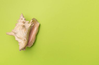 Renk arkaplanı üzerinde deniz kabuğu, üst görünüm.