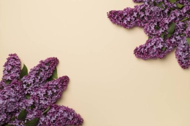 Renkli arka planda leylak dallar, üst manzara. Bahar çiçekleri kavramı.