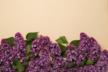 Renkli arka planda leylak dallar, üst manzara. Bahar çiçekleri kavramı.