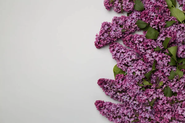 Lilac Takken Kleur Achtergrond Bovenaanzicht Voorjaarsbloemen — Stockfoto