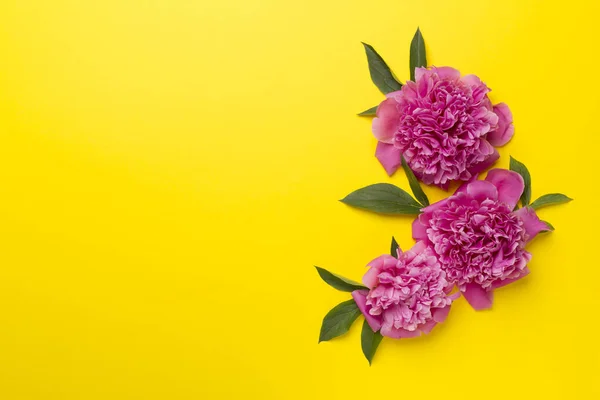 Красиві Квіти Півонії Кольоровому Фоні Вид Зверху — стокове фото