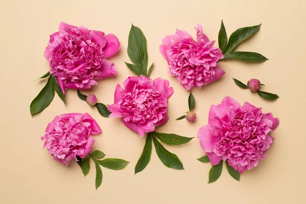 Renkli Arka Planda Güzel Şakayık Çiçekleri Üst Manzara — Stok fotoğraf