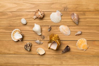 Ahşap arka planda deniz kabukları, üst manzara. Yaz konsepti.