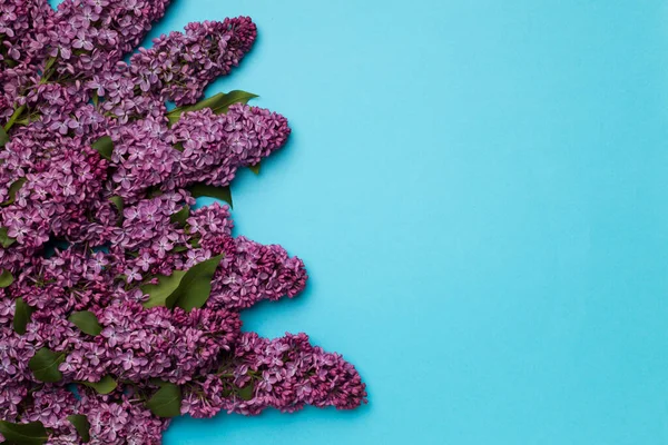 Гілки Бузку Кольоровому Фоні Вид Зверху Концепція Весняних Квітів — стокове фото