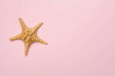 Renk arkaplan üzerinde denizyıldızı, üst görünüm.