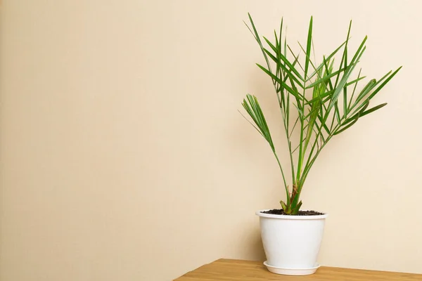 Date Palm Tree Flowerpot Light Background — Stock Photo, Image