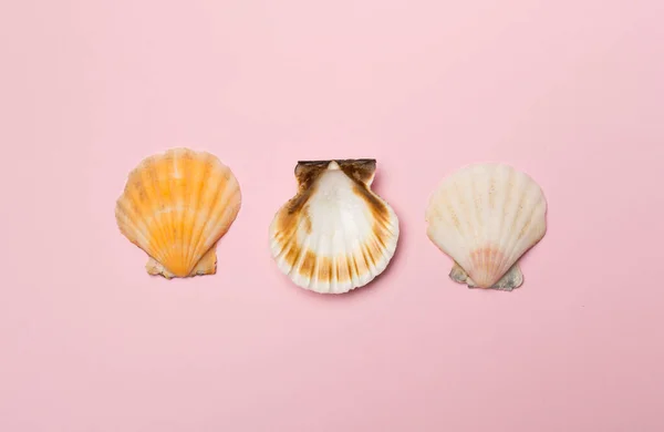 Sea Shells Color Background Top View Summer Concept — Stock Photo, Image