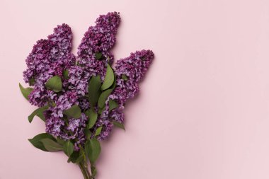 Renkli arka planda leylak dallar, üst manzara. Bahar çiçekleri kavramı.