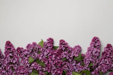 Renkli arka planda leylak dallar, üst manzara. Bahar çiçekleri kavramı.