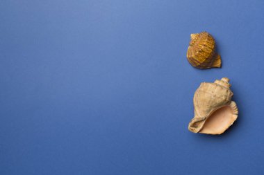 Renkli arka planda deniz kabukları, üst manzara. Yaz konsepti.