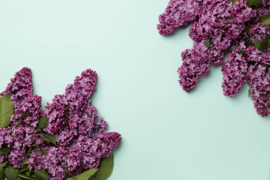 Renkli arka planda leylak dallar, üst manzara. Bahar çiçekleri kavramı.