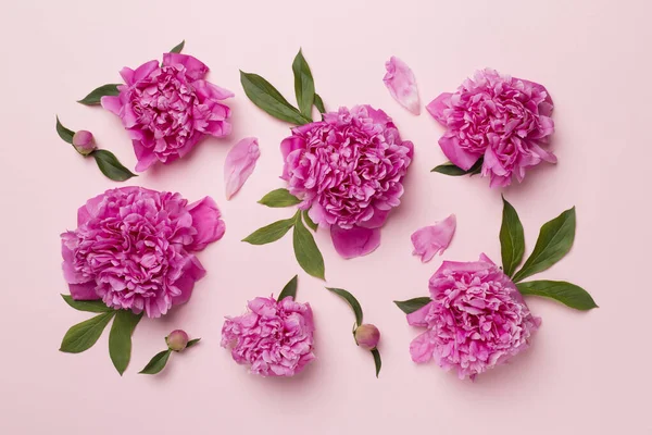 Hermosas Flores Peonía Fondo Color Vista Superior — Foto de Stock