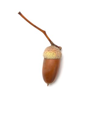 Beyaz arkaplanda izole edilmiş meşe palamudu, üst görünüm.