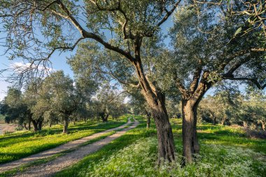 İlkbahar zamanı Türkiye 'de şaşırtıcı zeytin ağaçları güneşli, güneşli bir öğleden sonra, mavi gökyüzü, açık bulutlar, taze yeşil çimenler, yol ve dinlenme.