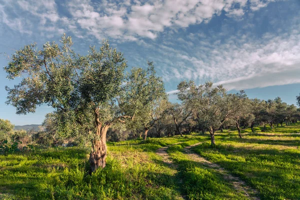 Amazing Olive Trees Garden Spring Time Turkey Sunny Bright Afternoon — Foto Stock