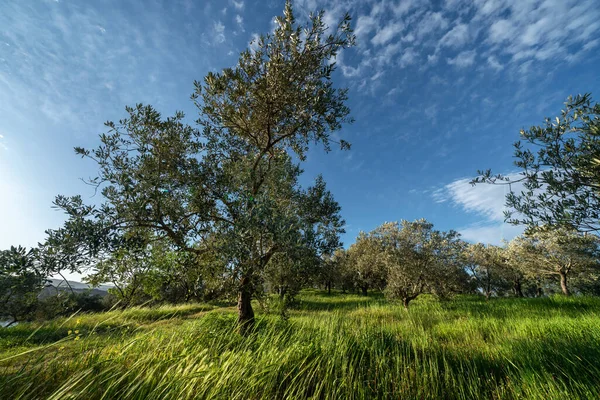 Erstaunliche Olivenbäume Garten Frühling Der Türkei Bei Sonnigem Hellem Nachmittag — Stockfoto