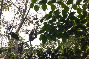 Nesli tükenmekte olan, gözlüklü, maymun, Phayre 's, Yaprak Yiyen, Langur, Maymunlar, Trachypithecus phayrei, Srimangal, Sylhet, Bangladeş